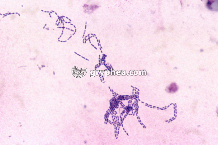 Streptocoques x200 - gryphea.com